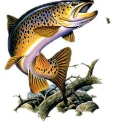 Au Pays de la Truite