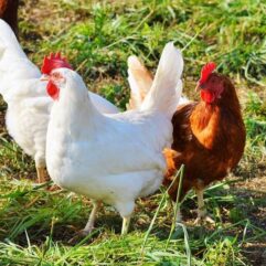 Volailles René Meyer